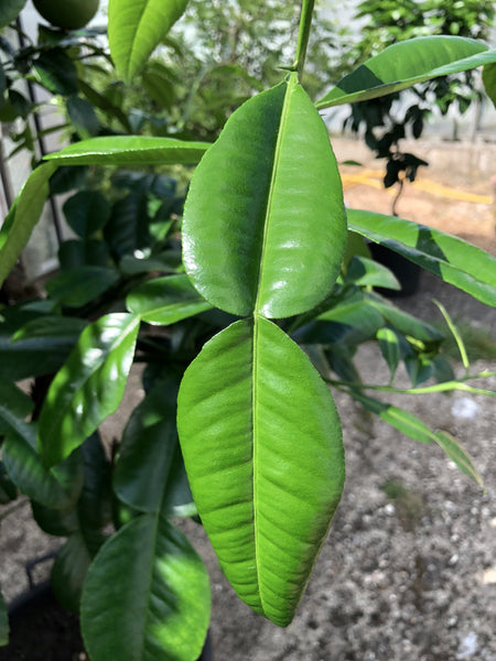 Melanesian Papeda Leaf Closeup