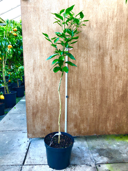 Minneola 120cm plant