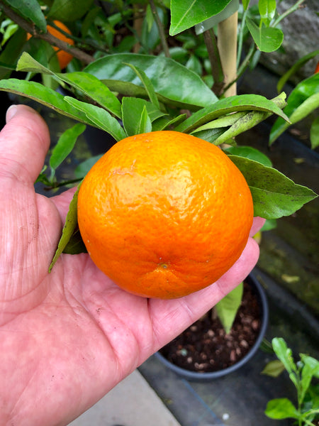 Nova Clementine Fruit