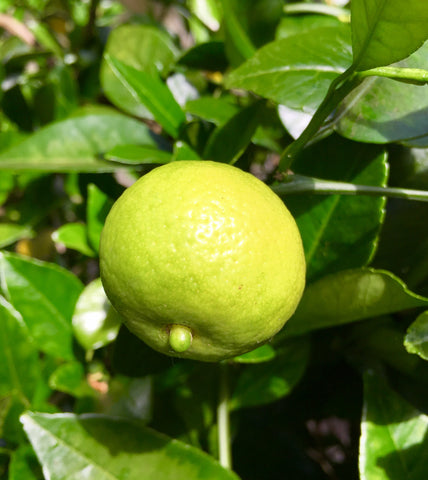 Pursha or Roman Lime Fruit