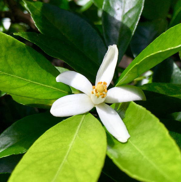 Pursha or Roman Lime Flower