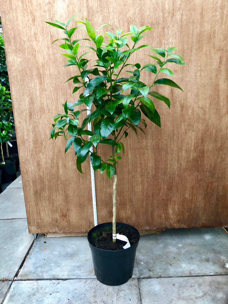 Rangpur Lime 110-115cm