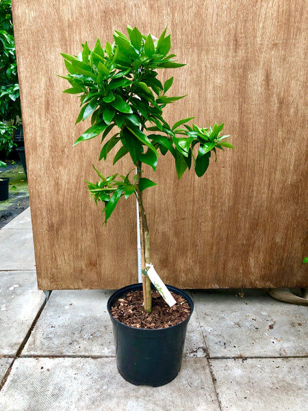 Robinson Tangerine plant 90cm
