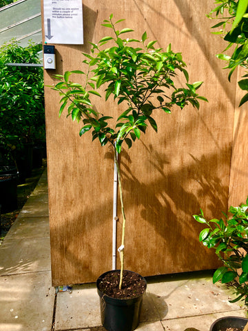 Sudachi tree 150-160cm