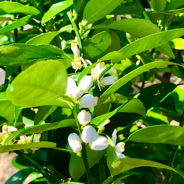 Sudachi Flower Buds