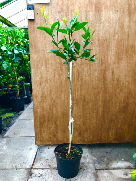 Ugli Tangelo 110-120cm plant