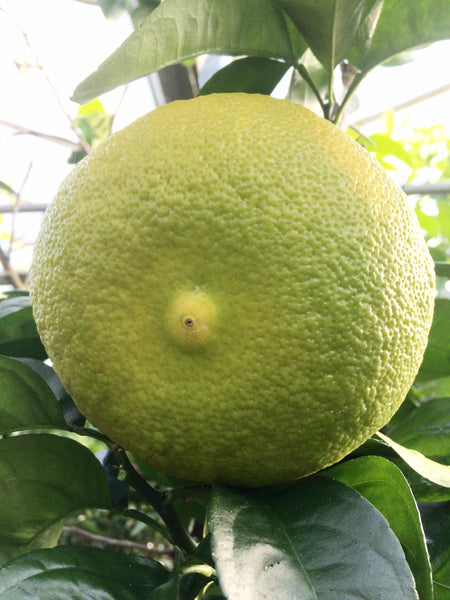 Venasca Segentrange grapefruit sized fruit on tree