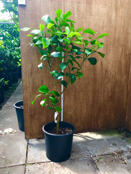 Verna Lemon 125cm Plant