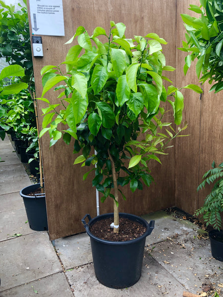 Verna Lemon 145cm Plant