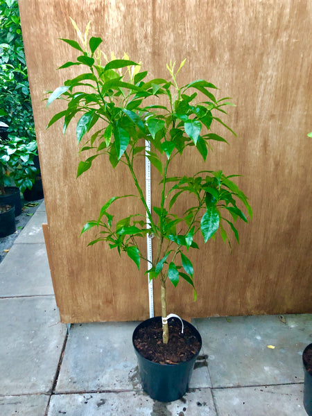Willowleaf Sour Orange 115cm plant